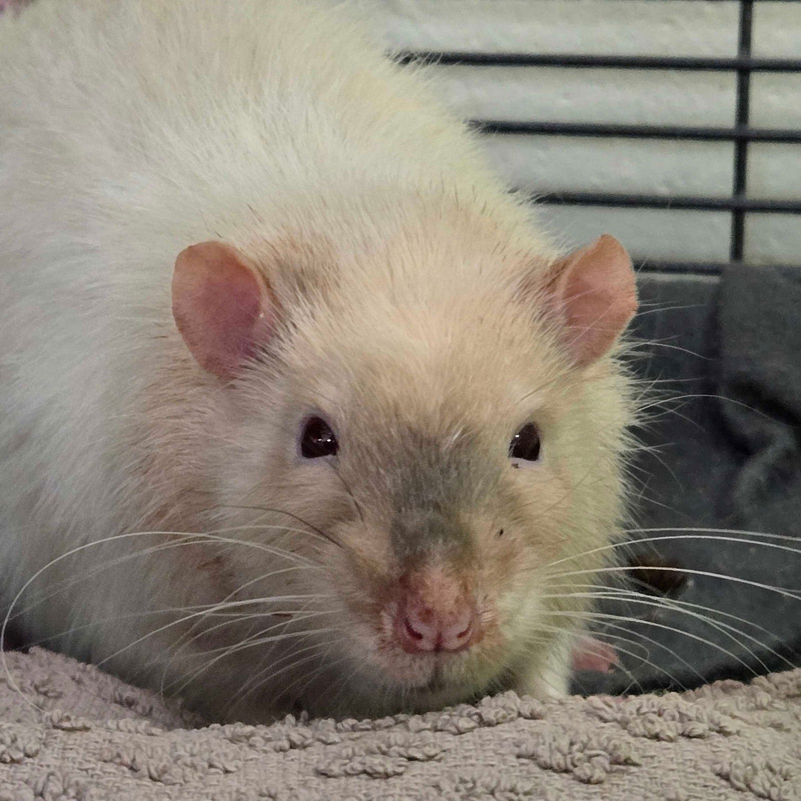 BO - Rat available for adoption