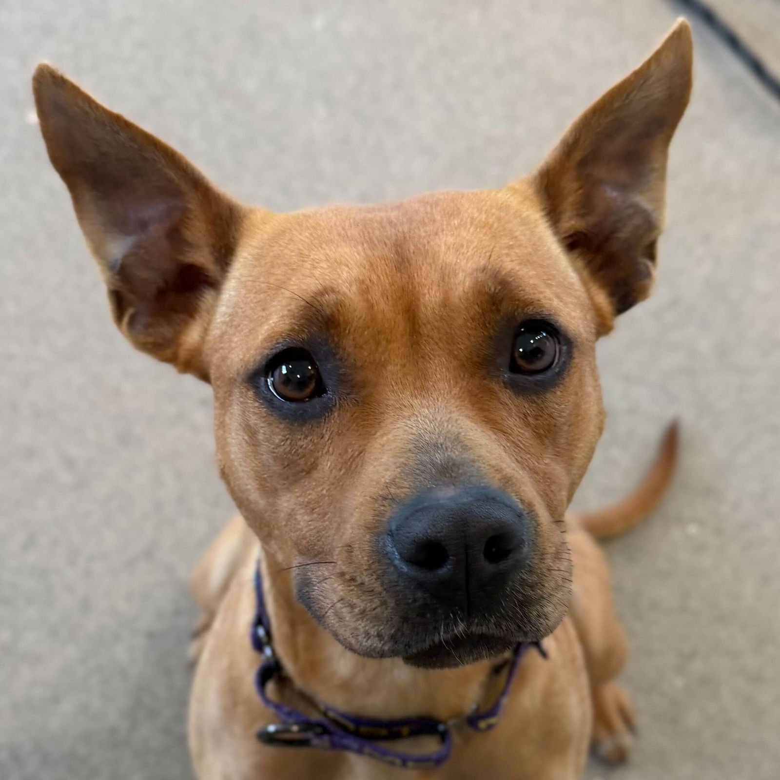 DAISY - Labrador Retriever available for adoption