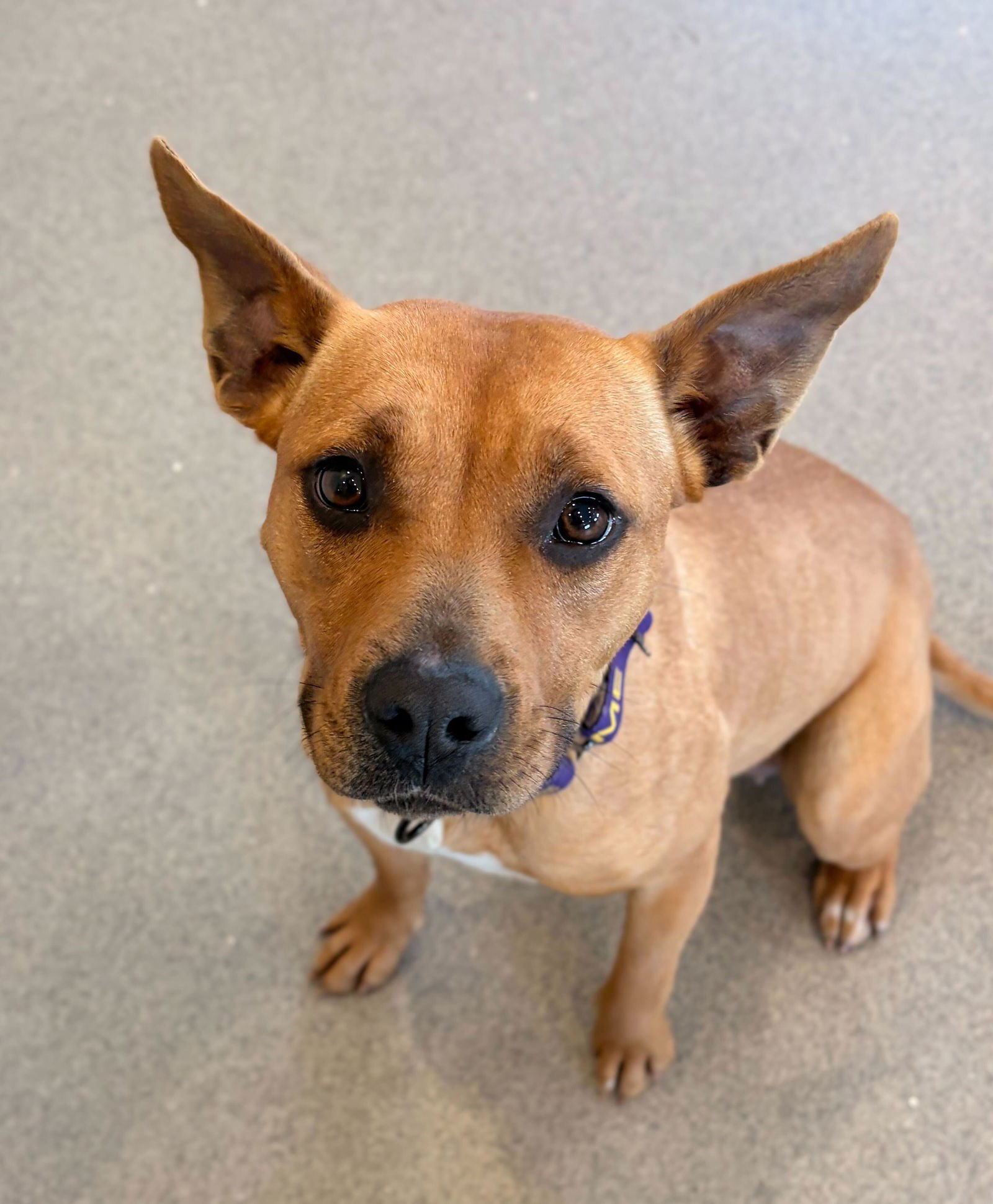 DAISY - Labrador Retriever available for adoption