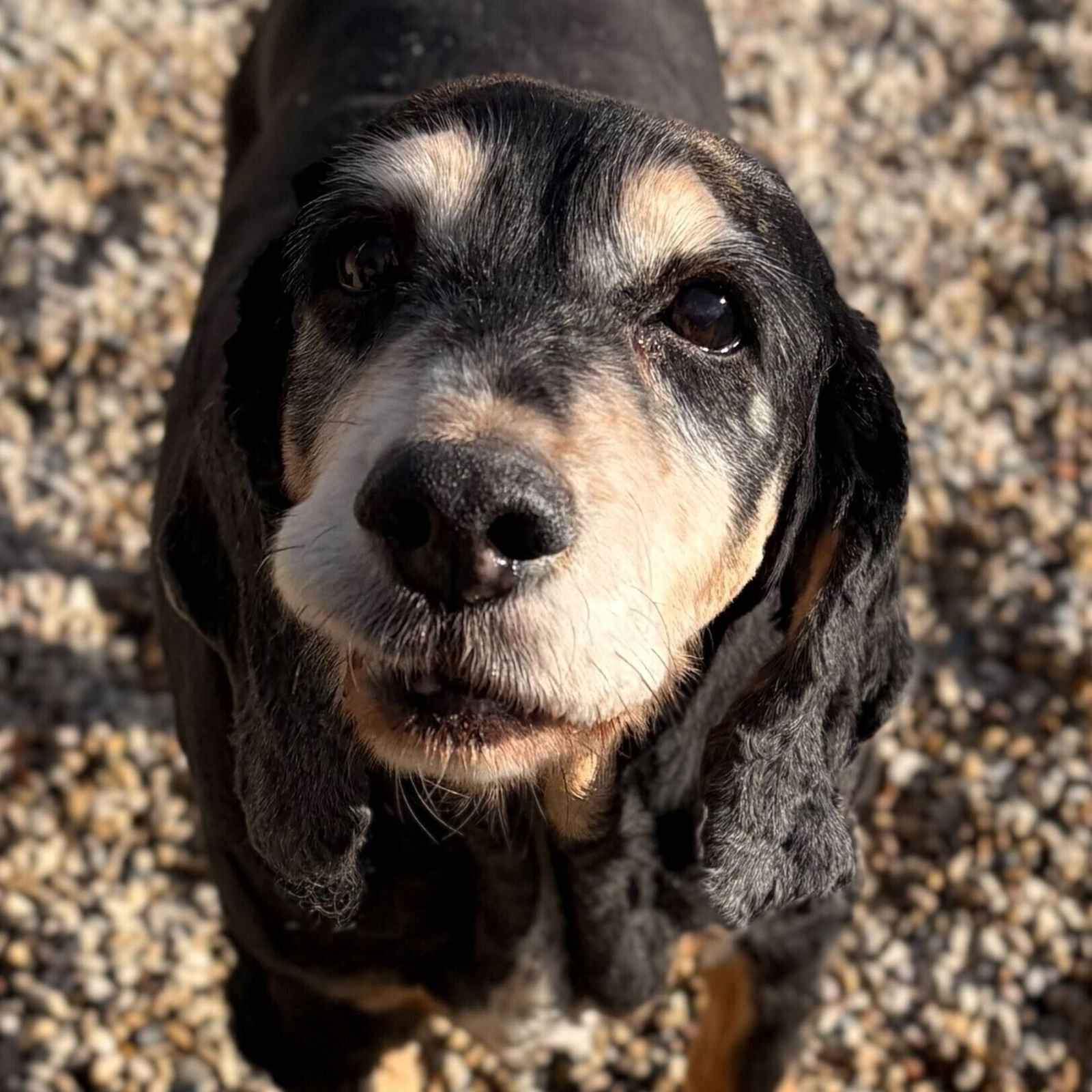 BABY J - Spaniel available for adoption