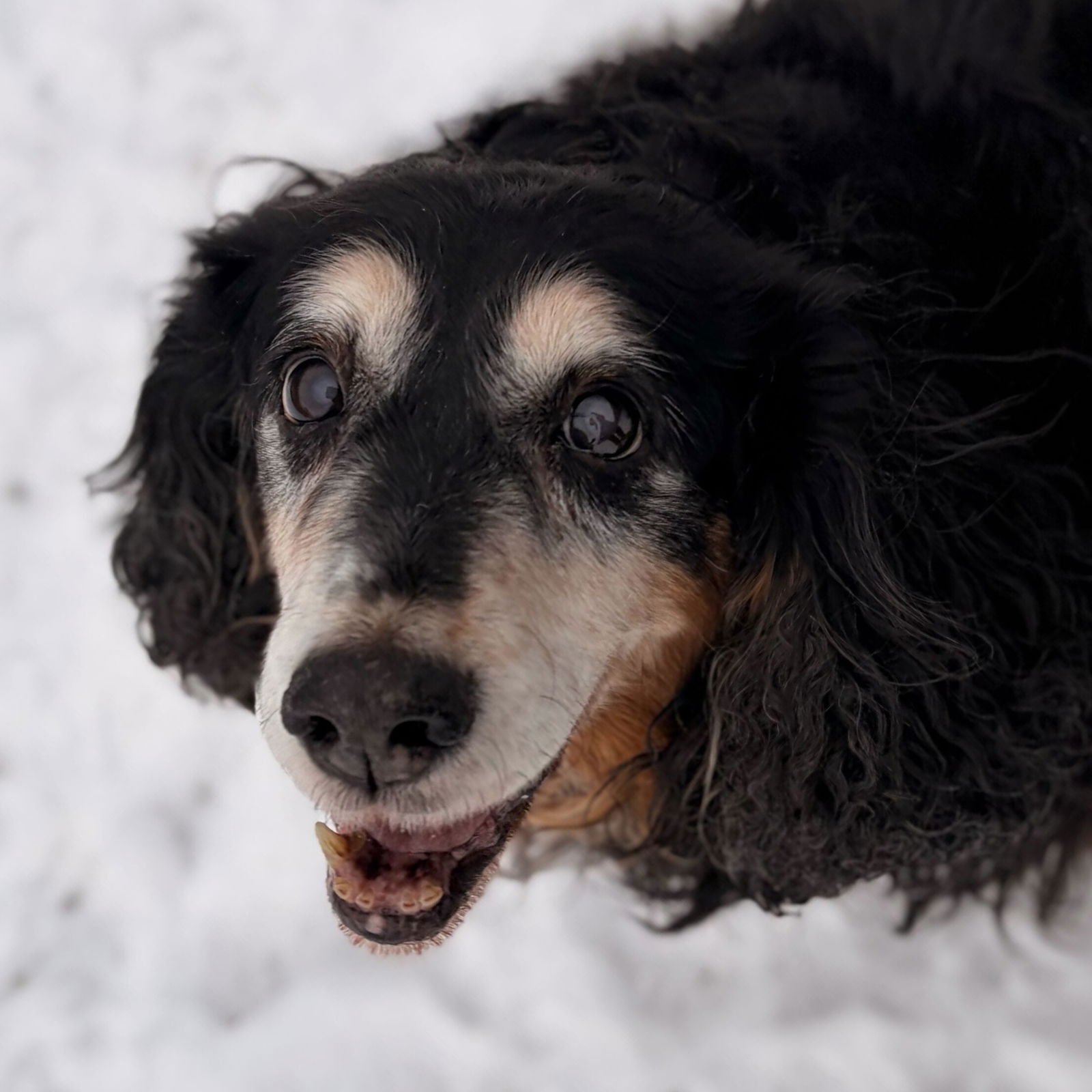 BABY J - Spaniel available for adoption