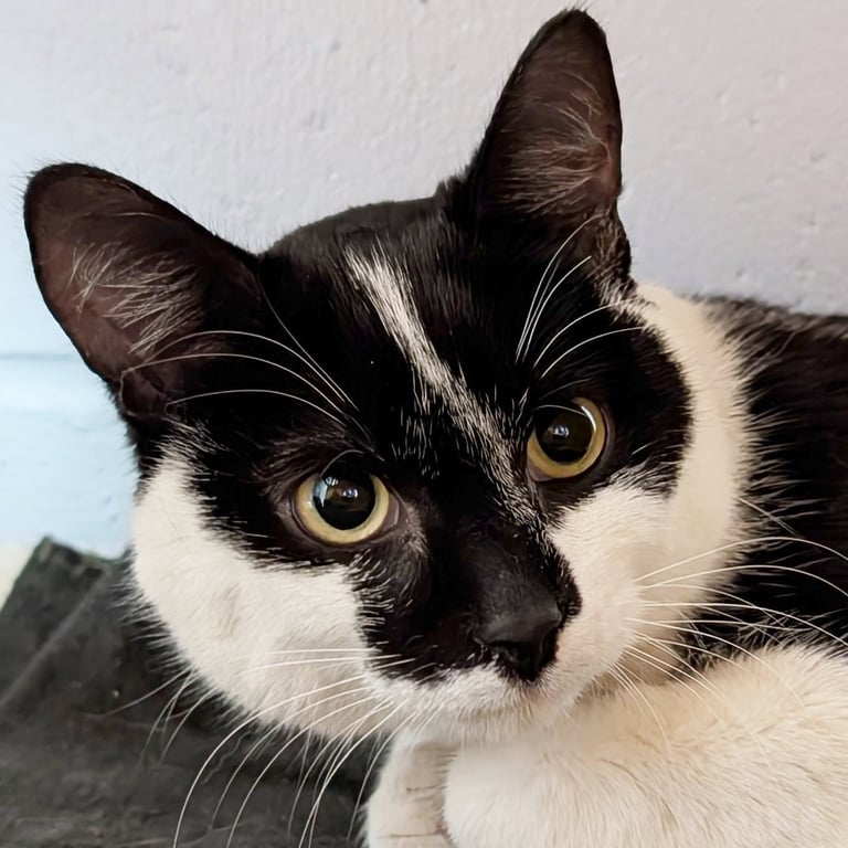 Hutch - Reduced Fee! Image