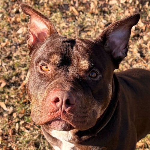 BROLY - Pit Bull Terrier available for adoption