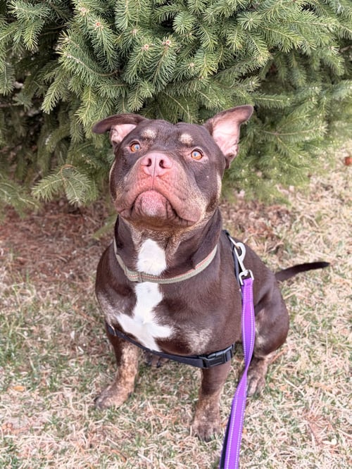 BROLY - Pit Bull Terrier available for adoption