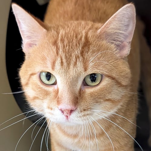 CAESAR - Domestic Short Hair available for adoption