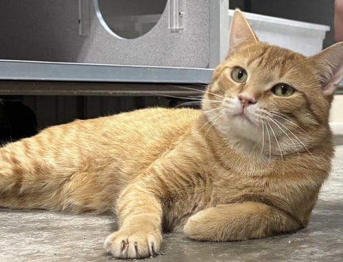 CAESAR - Domestic Short Hair available for adoption