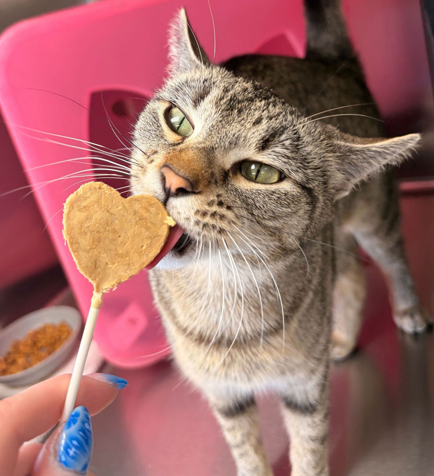 ANDROMEDA - Domestic Short Hair available for adoption