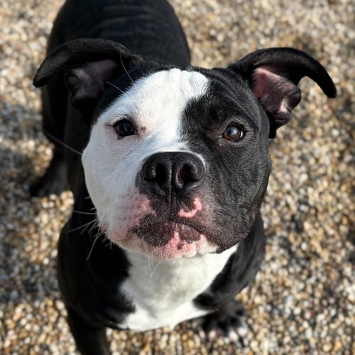 ONYX - Pit Bull Terrier available for adoption