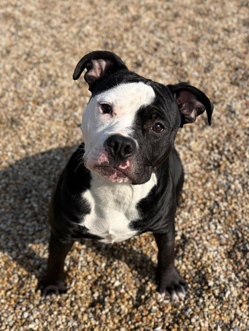 ONYX - Pit Bull Terrier available for adoption