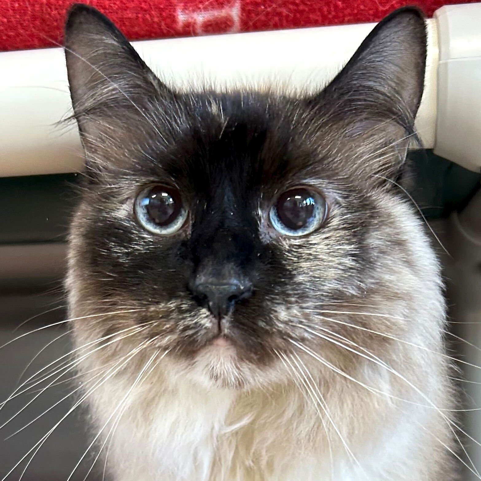 ZOE - Siamese / Domestic Long Hair available for adoption