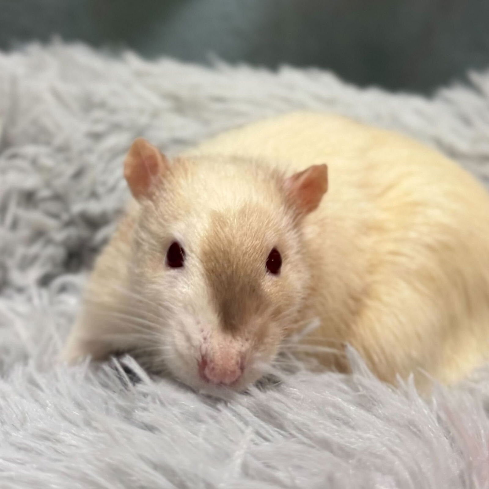 JOE - Rat available for adoption