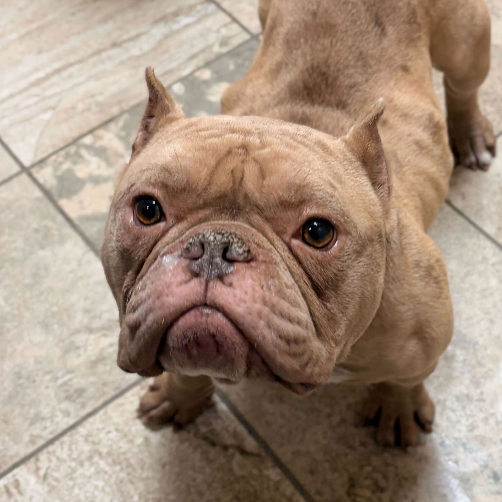 ROSIE - Terrier available for adoption