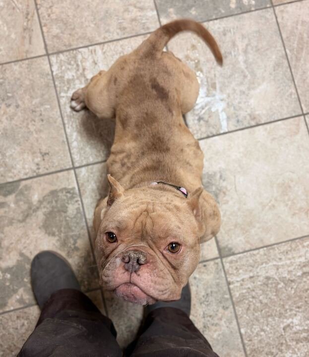 ROSIE - Terrier available for adoption