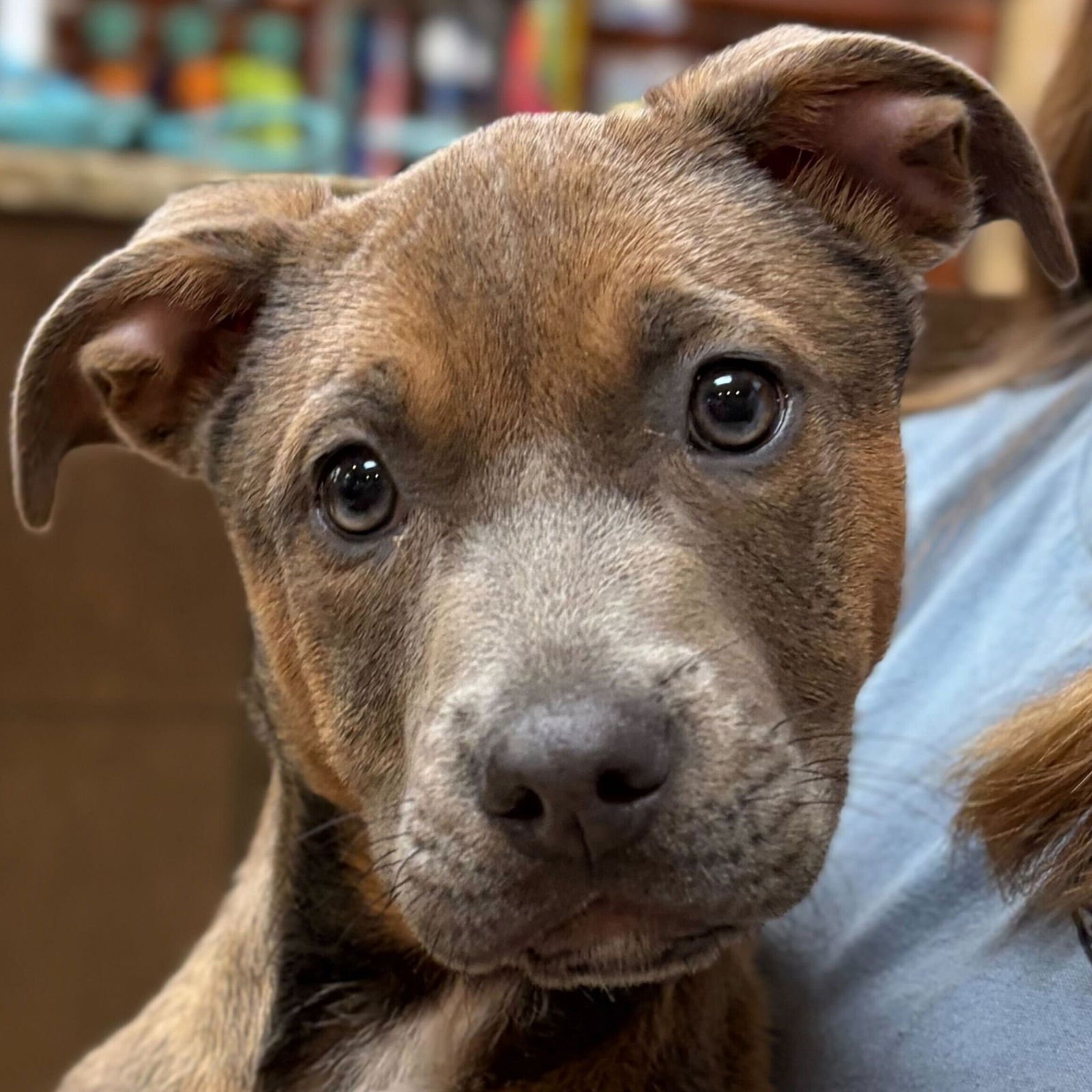 WILLOW - Terrier available for adoption