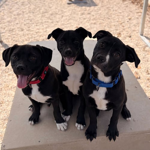 BENJAMIN - Labrador Retriever available for adoption