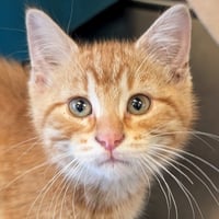 Chip - Reduced Fee! - Photo 1
