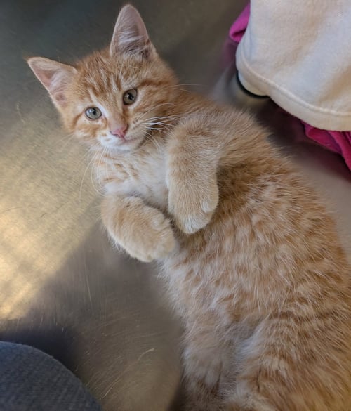 CHIP - REDUCED FEE! - Domestic Short Hair available for adoption