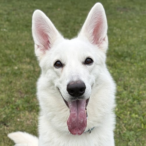 PINA COLADA - German Shepherd Dog available for adoption