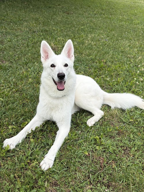 PINA COLADA - German Shepherd Dog available for adoption