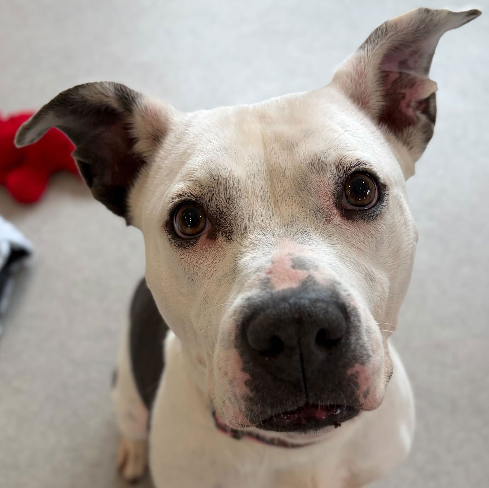 BESSIE THE COW - Terrier available for adoption