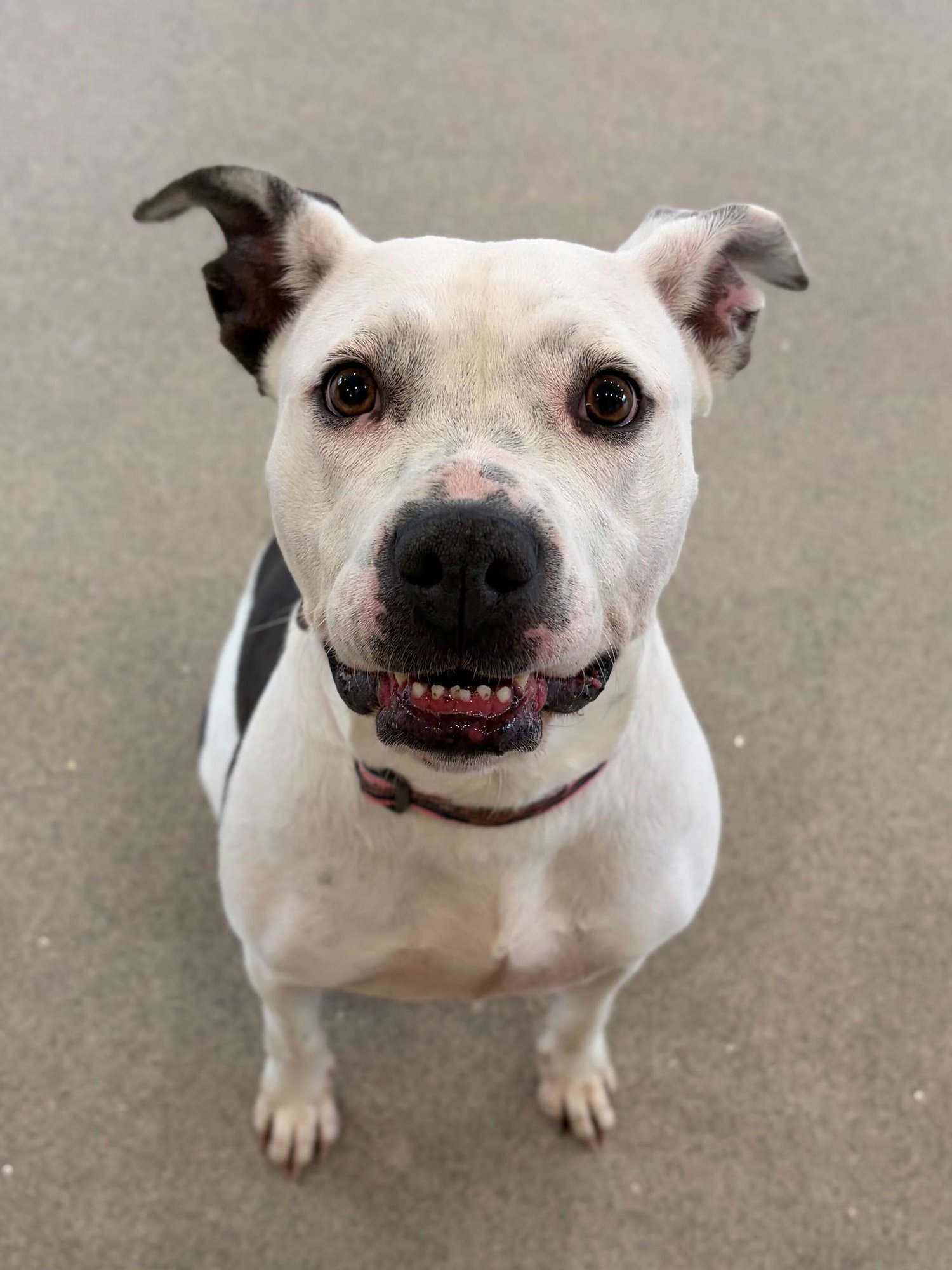 BESSIE THE COW - Terrier available for adoption