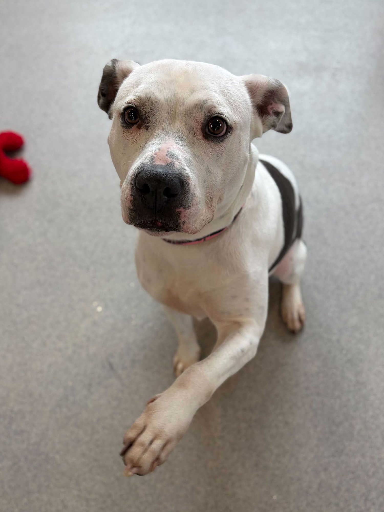 Bessie the Cow - Photo 3