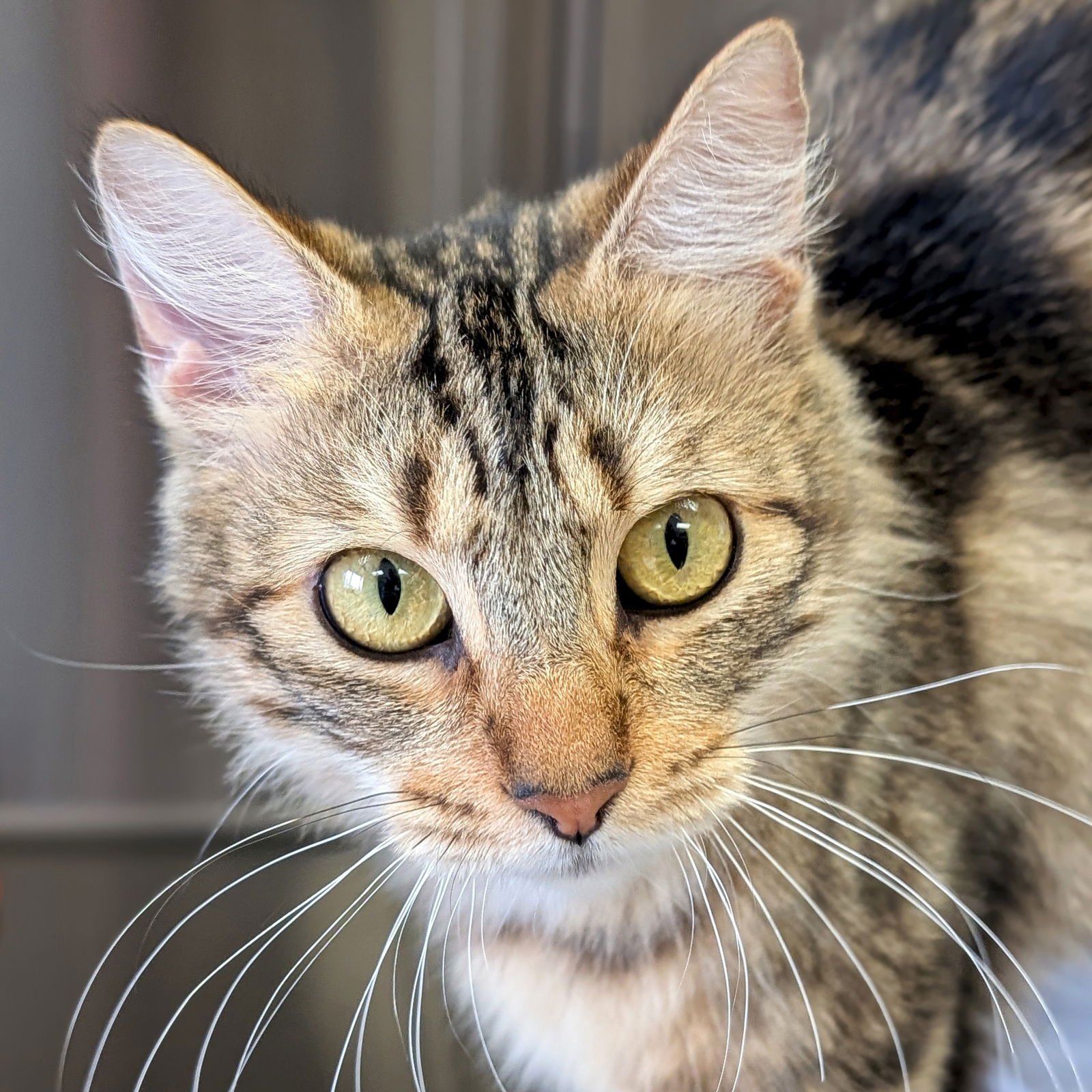 FAIRY GODMOTHER - REDUCED FEE! - Domestic Medium Hair available for adoption