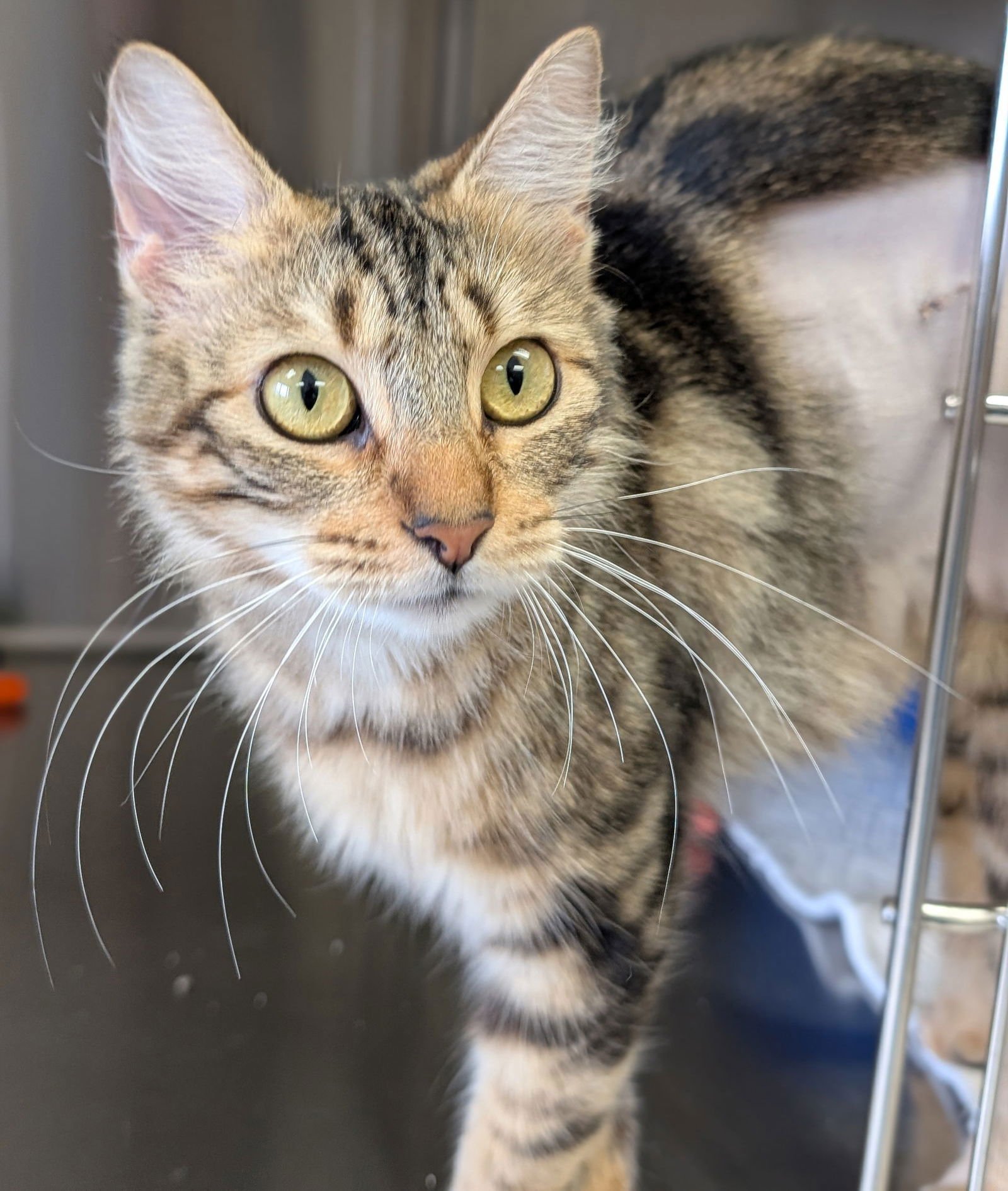 FAIRY GODMOTHER - REDUCED FEE! - Domestic Medium Hair available for adoption