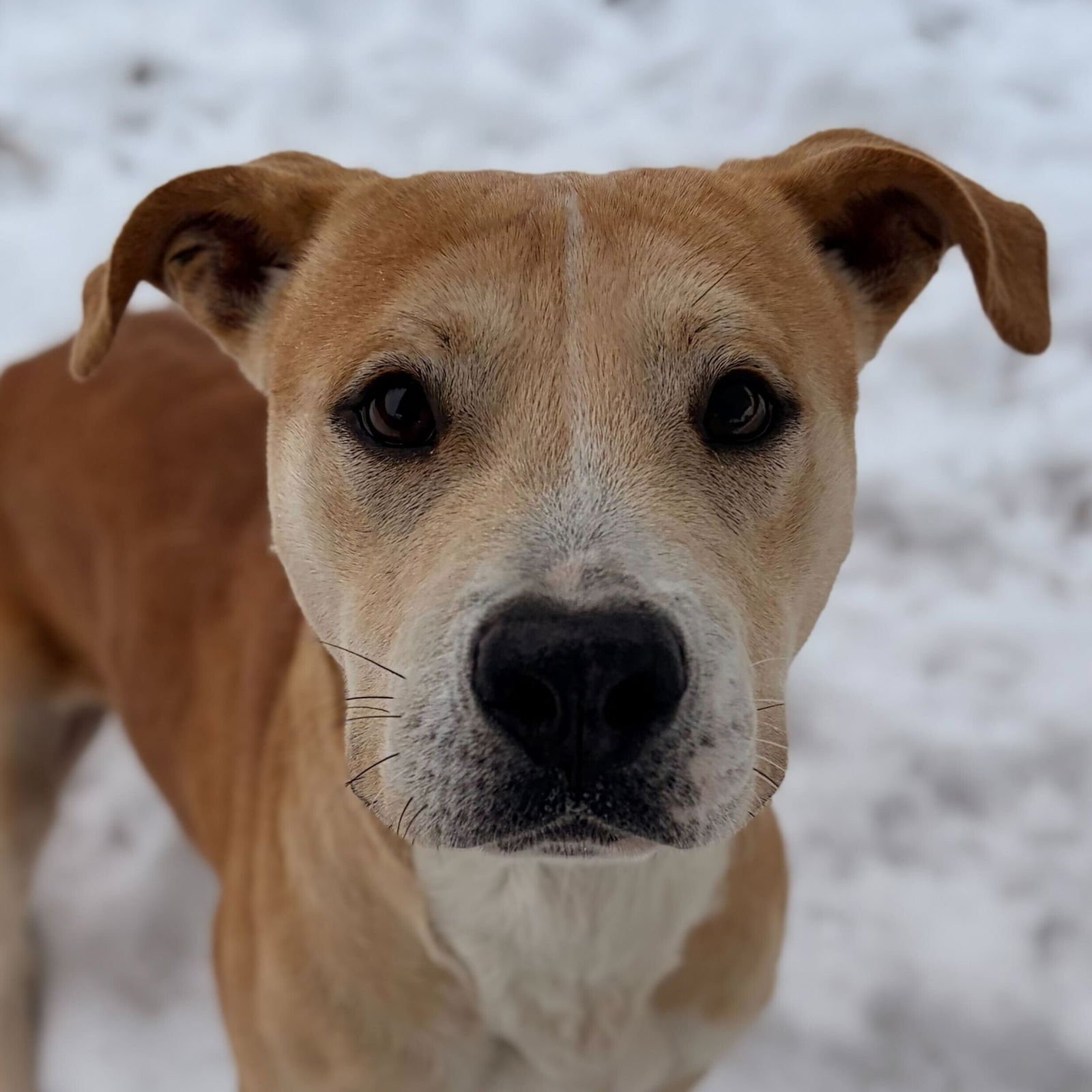 HOWIE - Pit Bull Terrier available for adoption