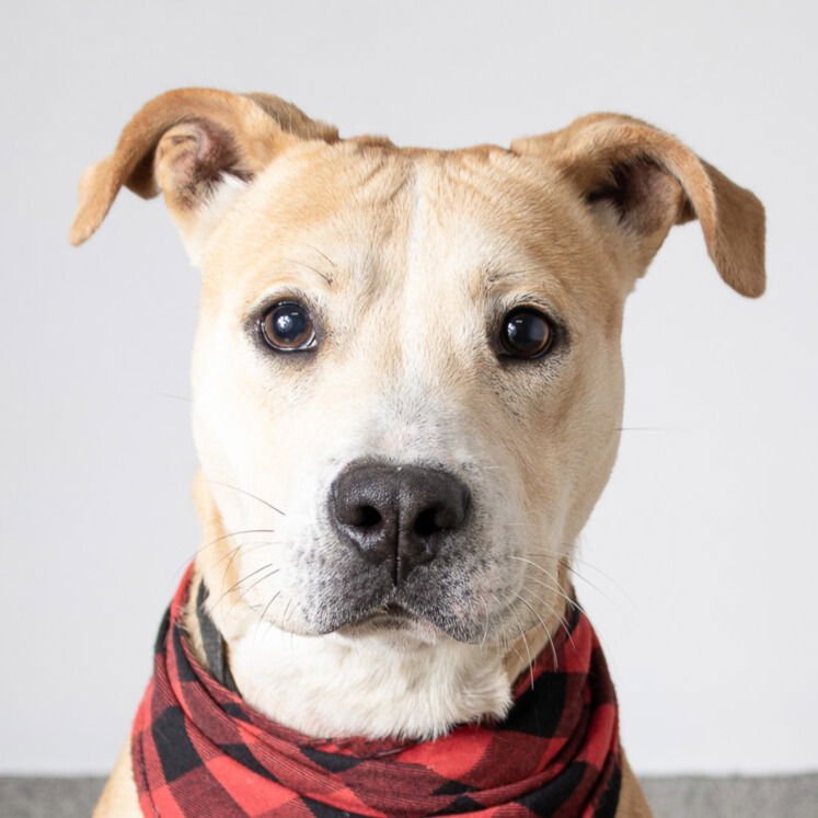 HOWIE - Pit Bull Terrier available for adoption