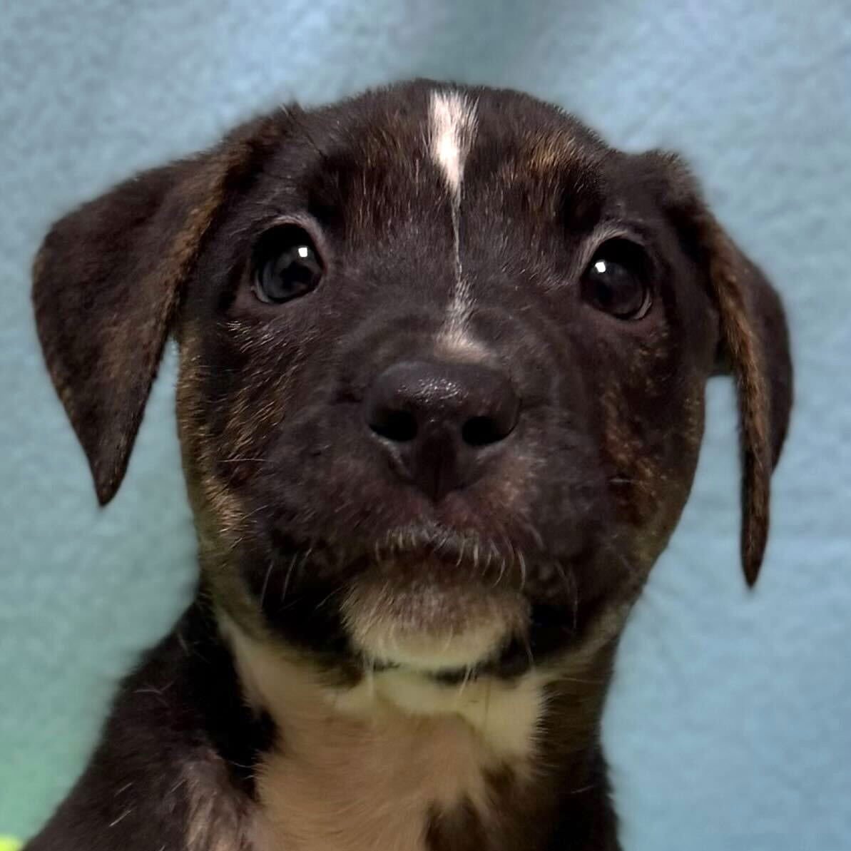 JUSTIN - Terrier available for adoption