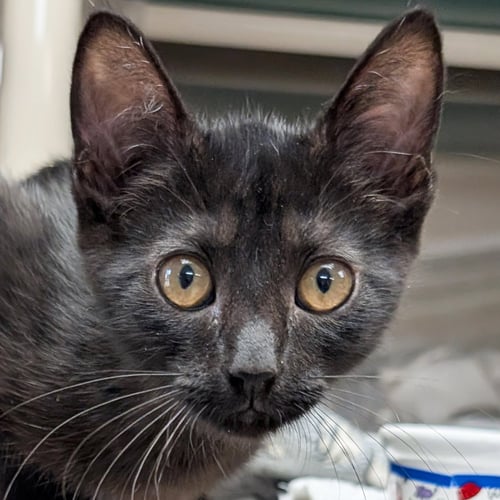 COOKIES N CREAM - Domestic Short Hair available for adoption