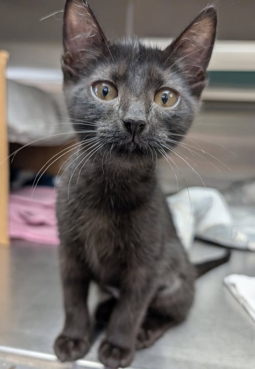 COOKIES N CREAM - Domestic Short Hair available for adoption
