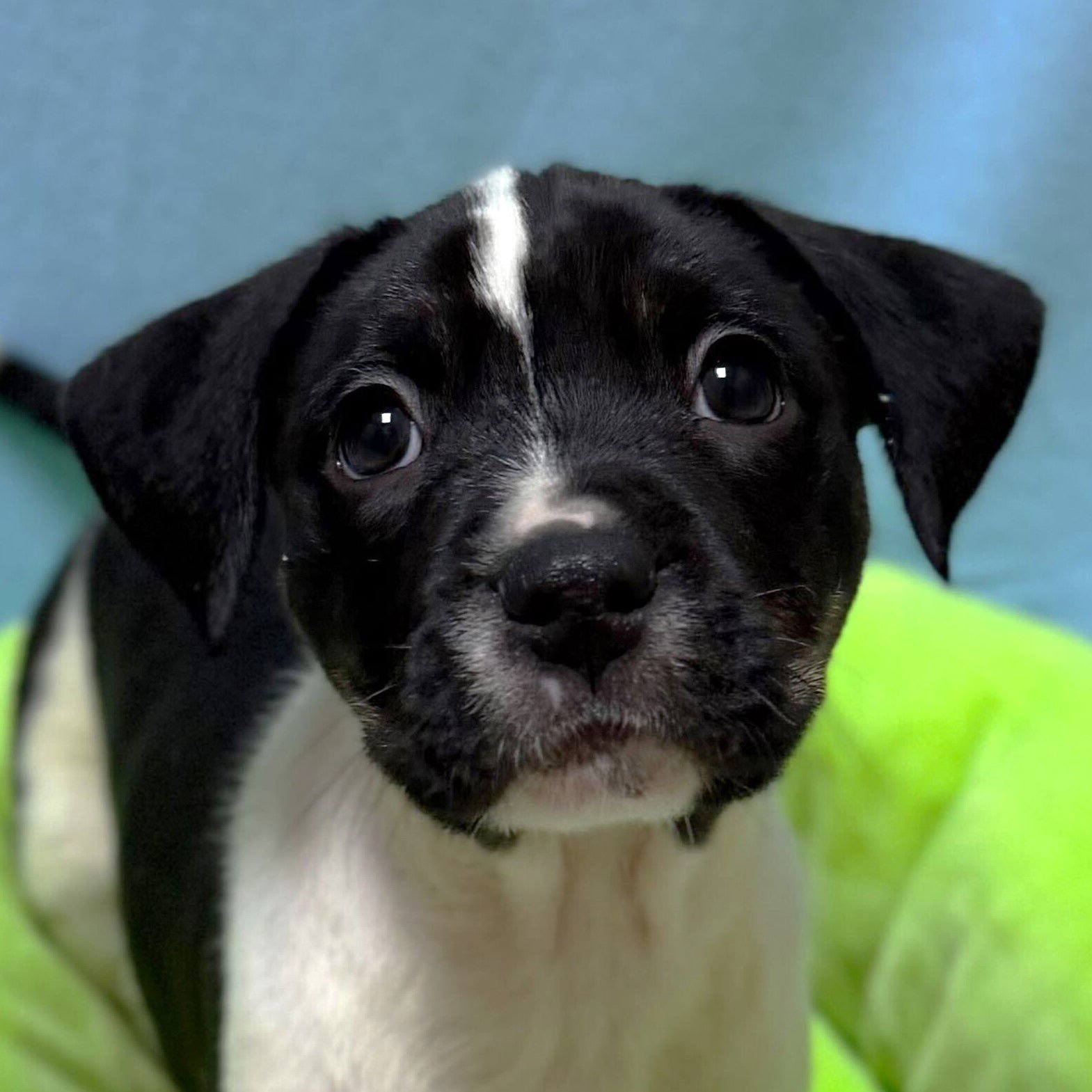 FAT AMY - IN FOSTER! - Terrier available for adoption