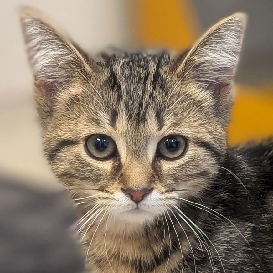 ECHO - Domestic Short Hair available for adoption