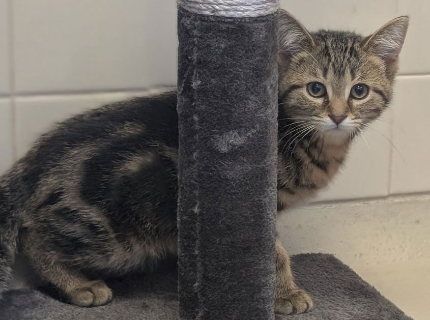 ECHO - Domestic Short Hair available for adoption