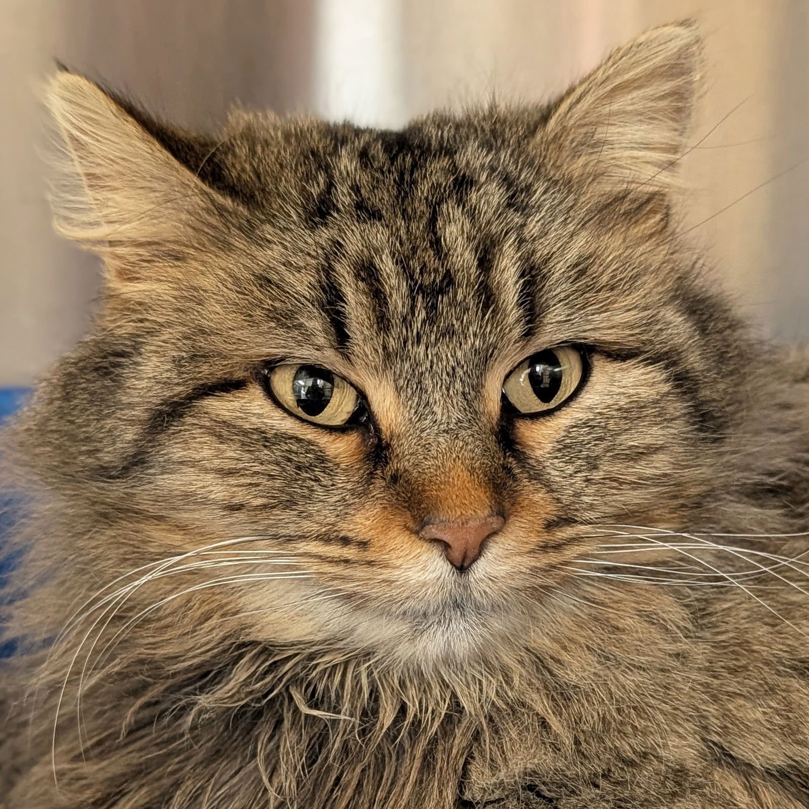SNICKERDOODLE - Domestic Medium Hair available for adoption