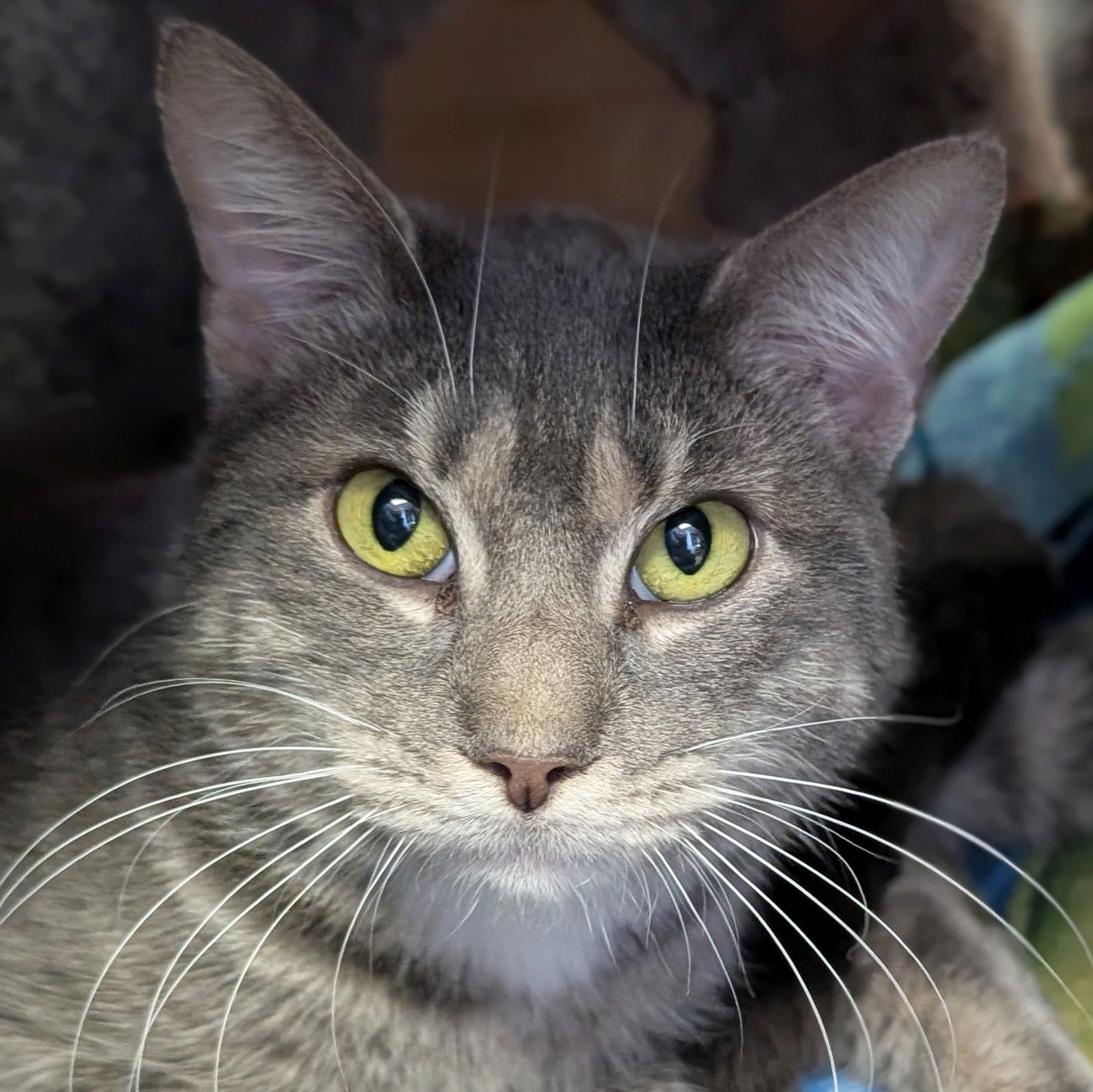 CULLOM - NAME YOUR OWN ADOPTION FEE! - Domestic Short Hair available for adoption