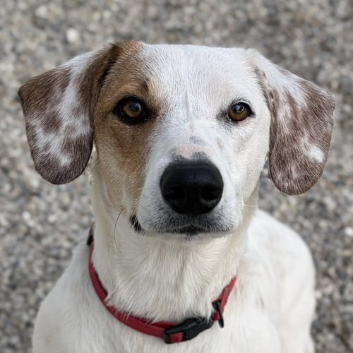 OAKLEY - Hound available for adoption