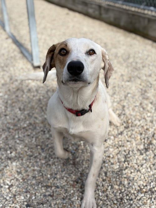 OAKLEY - Hound available for adoption