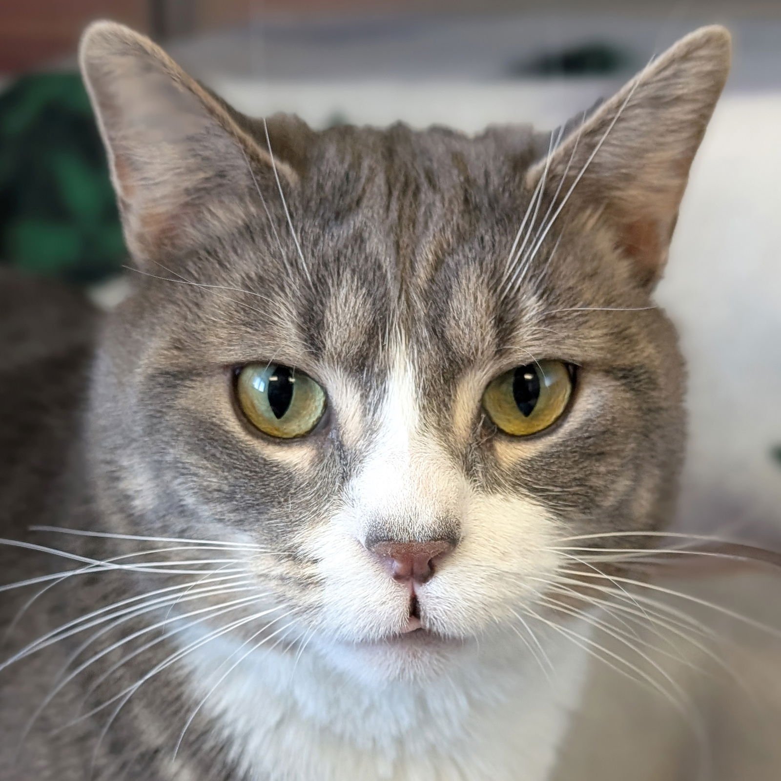 GIO - Domestic Short Hair available for adoption