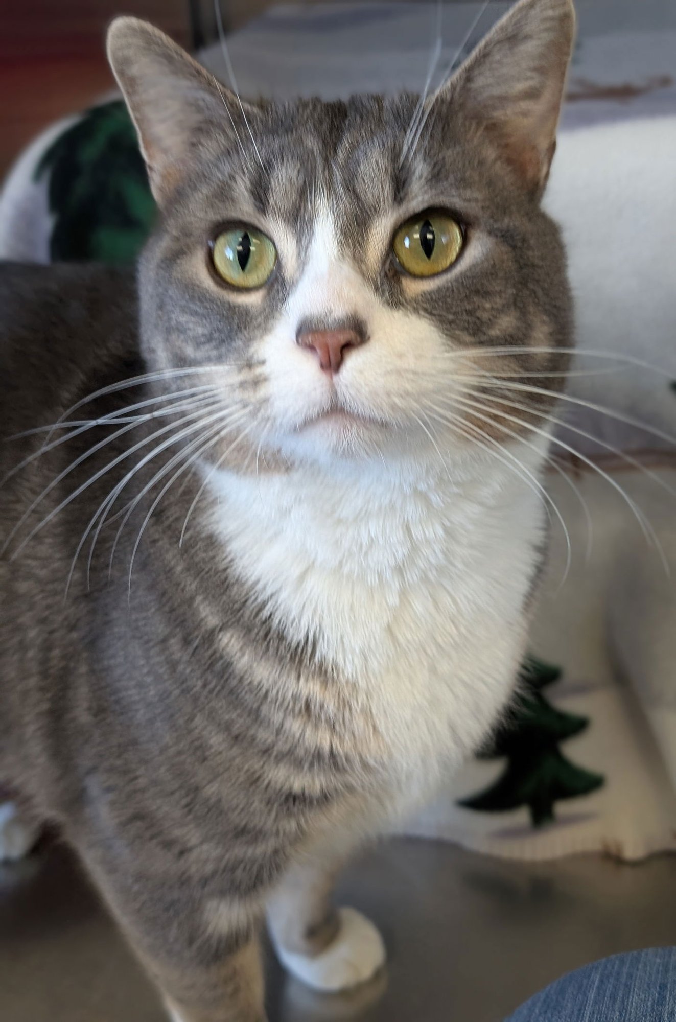 GIO - Domestic Short Hair available for adoption