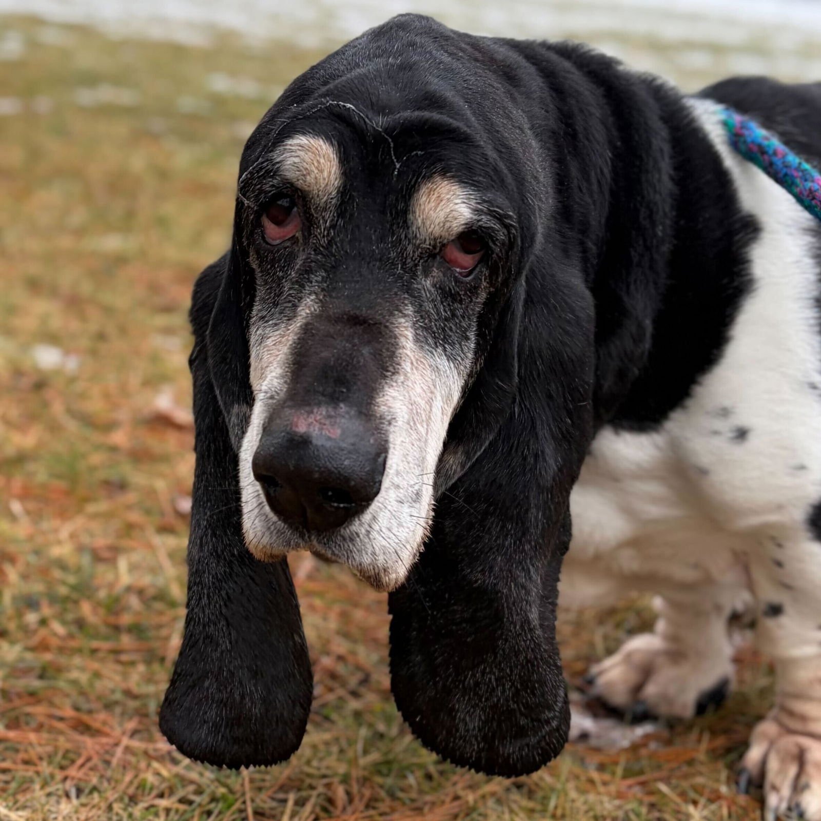 BROOKS - Basset Hound available for adoption