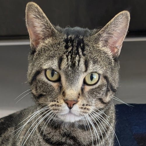 BLUE - Domestic Short Hair available for adoption