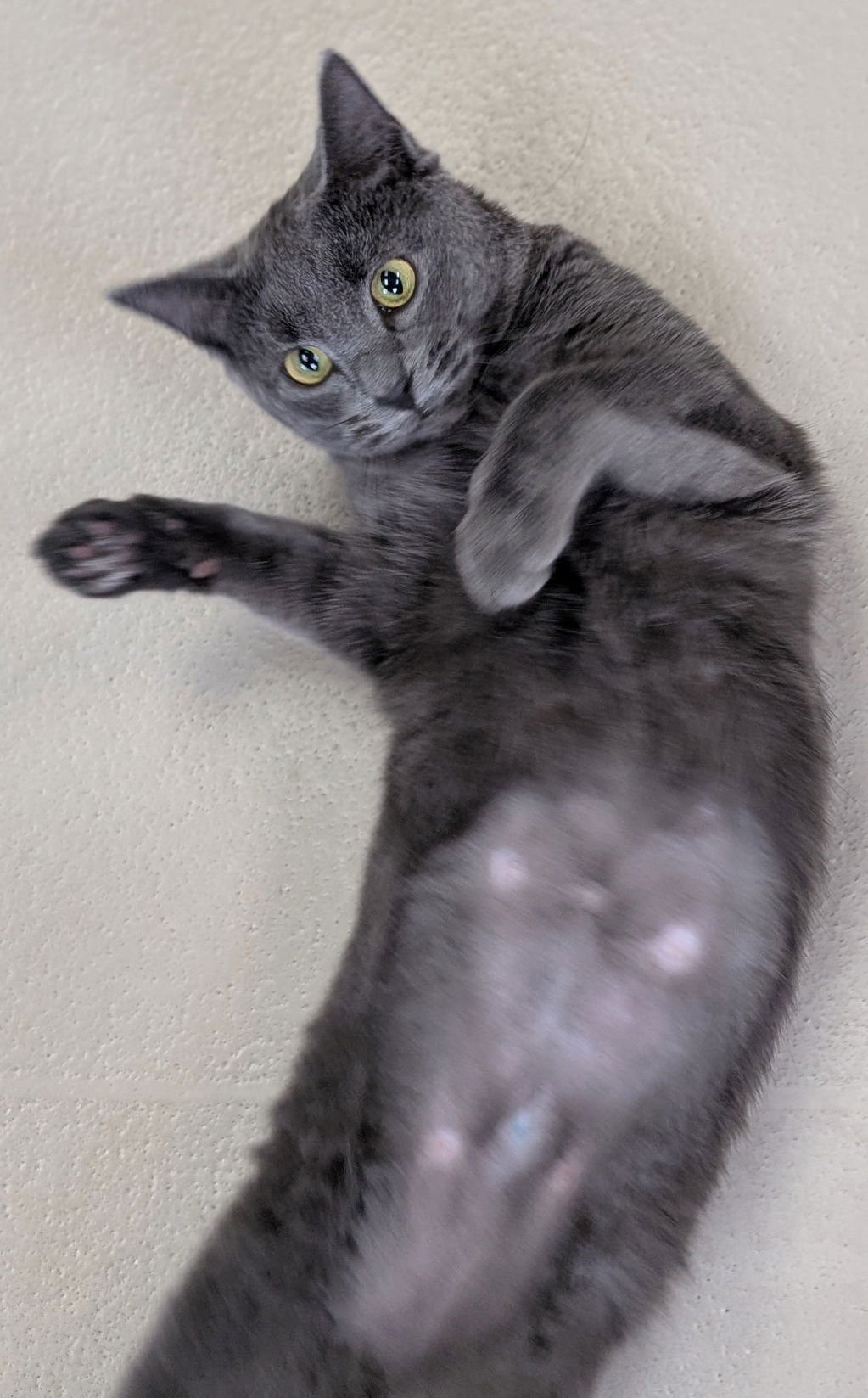 REGINA - Domestic Short Hair available for adoption