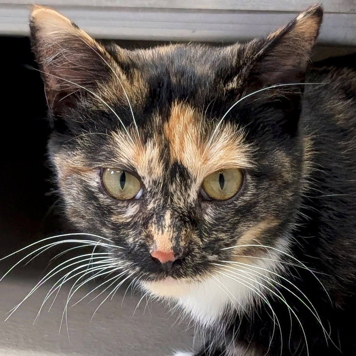 STARLETTE - Domestic Short Hair available for adoption