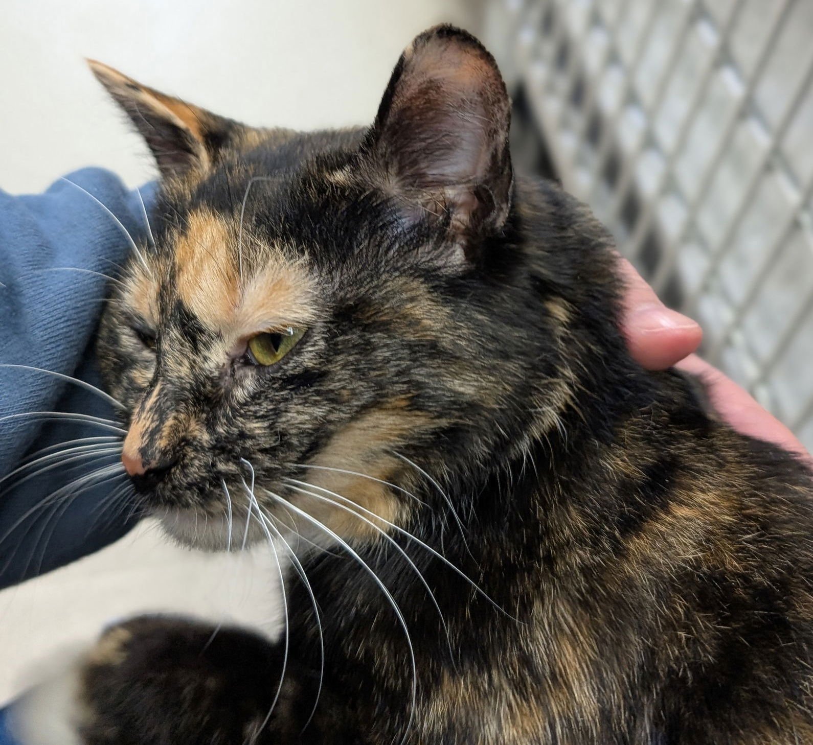 STARLETTE - Domestic Short Hair available for adoption