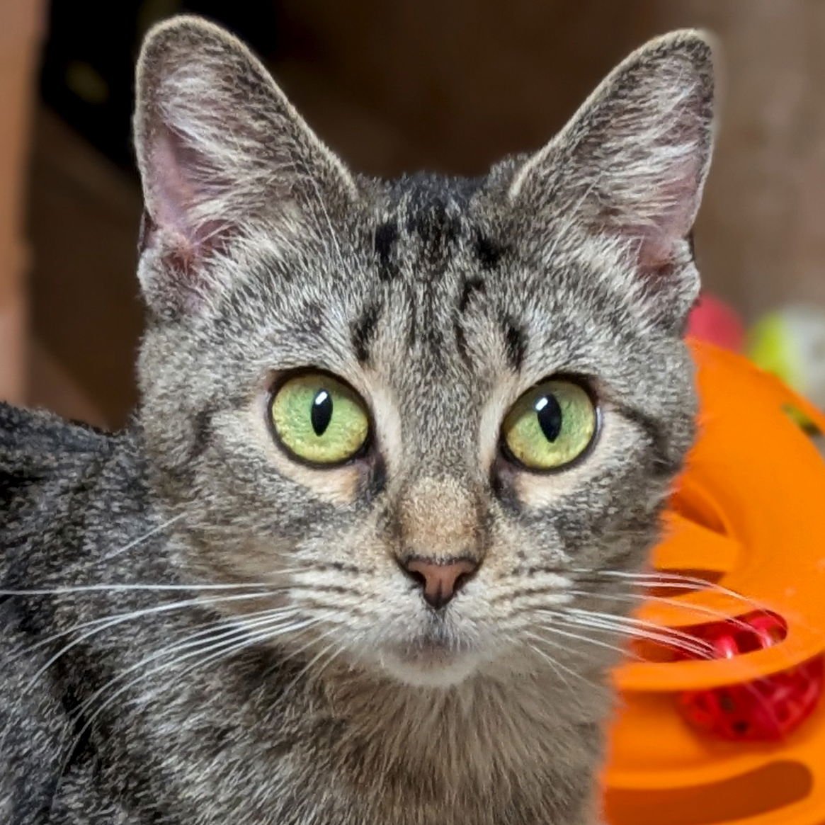 FLAIR - NAME YOUR OWN ADOPTION FEE! - Domestic Short Hair available for adoption