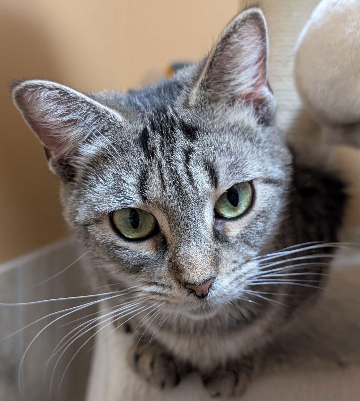 FLAIR - NAME YOUR OWN ADOPTION FEE! - Domestic Short Hair available for adoption