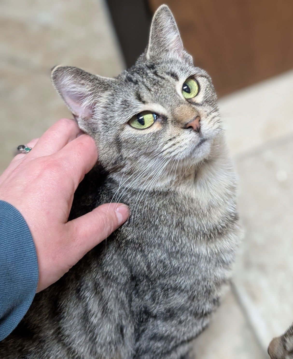 Flair - Name Your Own Adoption Fee! - Photo 4